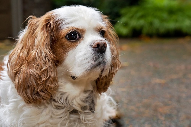 Picture of CAVALIER KING CHARLES SPANIEL-ON HER DRIVEWAY IN AUTUMN-PR