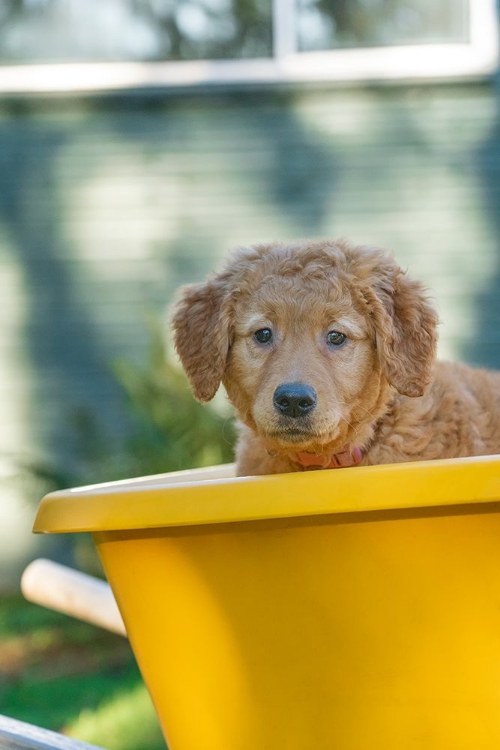 Picture of TEN WEEK OLD RED GOLDEN RETRIEVER PUPPY-SITTING IN A WHEELBARROW-PR