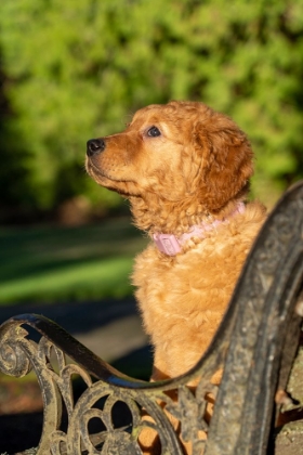 Picture of TEN WEEK OLD RED GOLDEN RETRIEVER PUPPY-PR