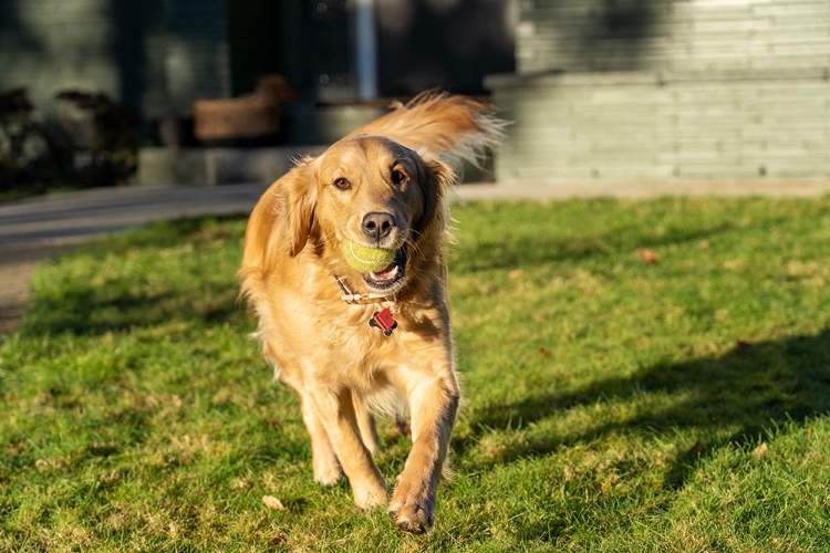 Picture of TEN WEEK OLD RED GOLDEN RETRIEVER PUPPY-PR