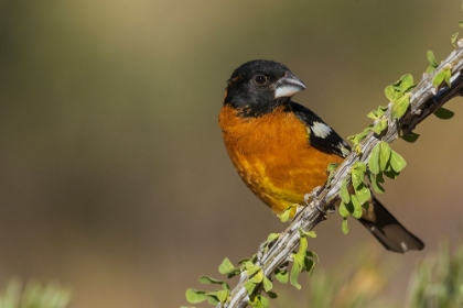 Picture of BLACK-HEADED GROSBEAK