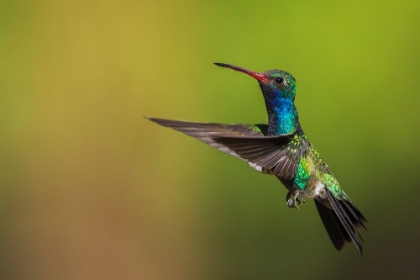 Picture of MALE BROAD-BILLED HUMMINGBIRD