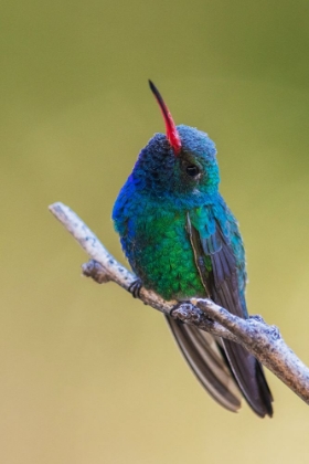 Picture of BROAD-BILLED HUMMINGBIRD