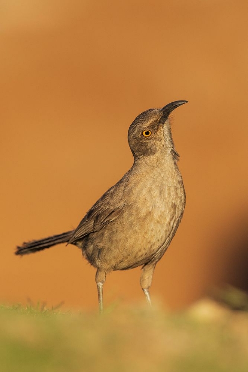 Picture of CURVE-BILLED THRASHER