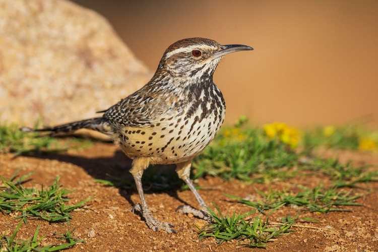 Picture of CACTUS WREN