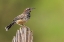 Picture of CACTUS WREN