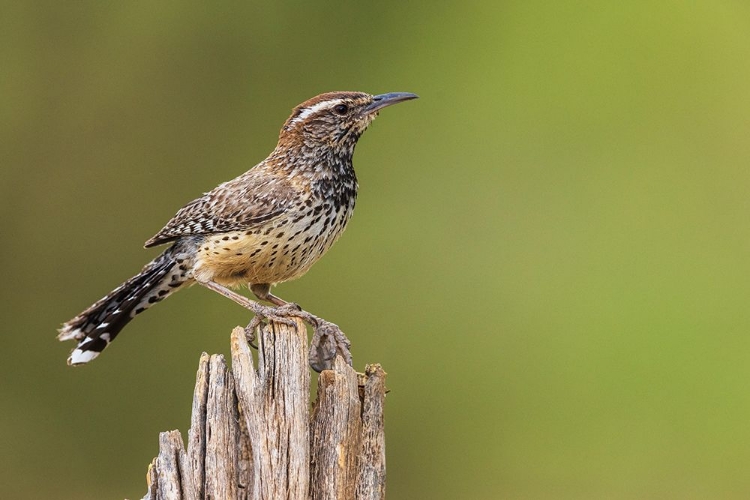 Picture of CACTUS WREN