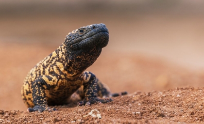 Picture of GILA MONSTER