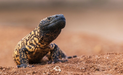 Picture of GILA MONSTER