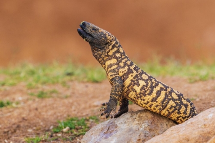 Picture of GILA MONSTER DRINKING WATER