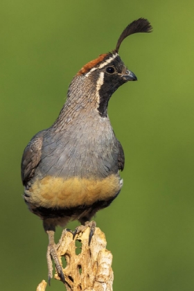 Picture of GAMBELS QUAIL