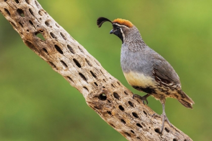 Picture of MALE GAMBELS QUAIL