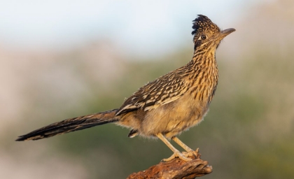 Picture of GREATER ROADRUNNER