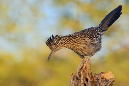 Picture of GREATER ROADRUNNER