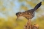Picture of GREATER ROADRUNNER