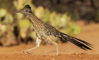 Picture of GREATER ROADRUNNER ON THE GO