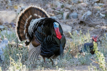 Picture of MERRIAMS TURKEY COURTSHIP DISPLAY