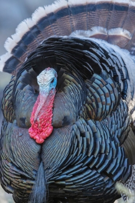 Picture of MERRIAMS TURKEY CLOSE-UP