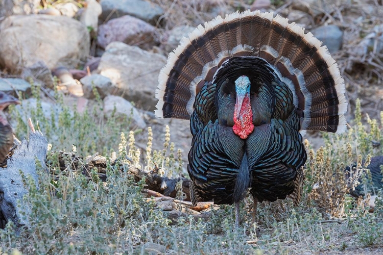 Picture of MERRIAMS TURKEY COURTSHIP DISPLAY