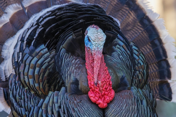 Picture of MERRIAMS TURKEY COURTSHIP DISPLAY