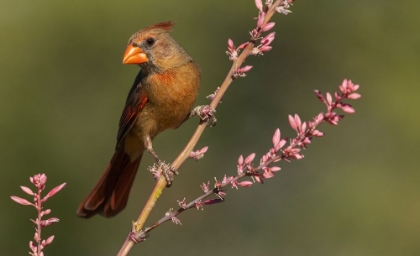 Picture of FEMALE NORTHERN CARDINAL
