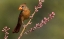 Picture of FEMALE NORTHERN CARDINAL