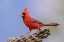 Picture of NORTHERN CARDINAL