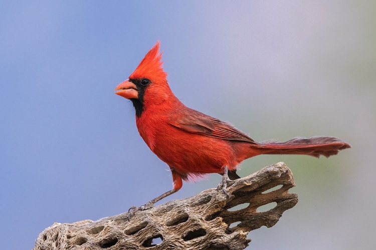 Picture of NORTHERN CARDINAL