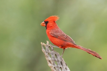 Picture of NORTHERN CARDINAL