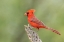 Picture of NORTHERN CARDINAL