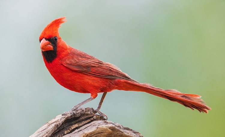 Picture of NORTHERN CARDINAL