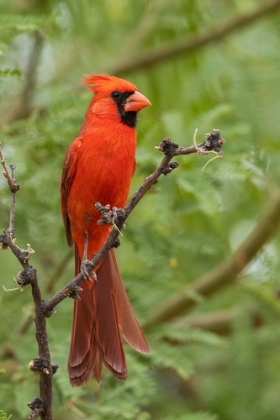 Picture of NORTHERN CARDINAL