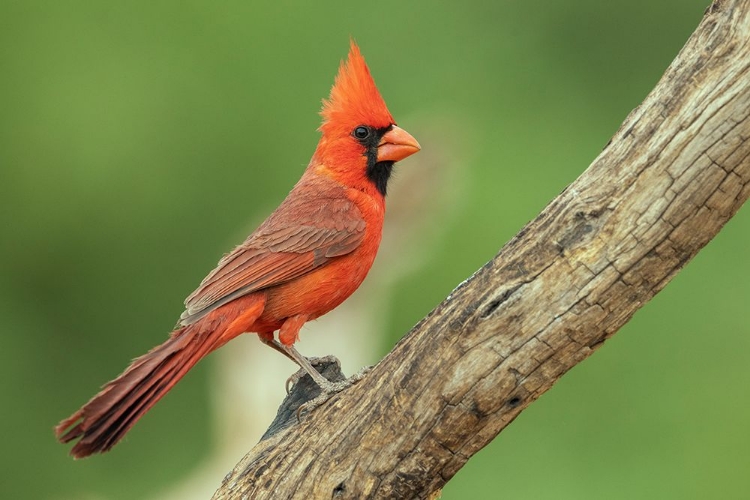 Picture of NORTHERN CARDINAL