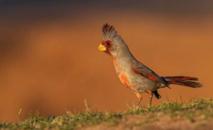 Picture of MALE PYRRHULOXIA