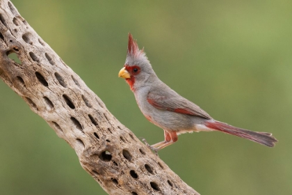 Picture of MALE PYRRHULOXIA