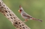 Picture of MALE PYRRHULOXIA