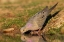 Picture of MOURNING DOVE