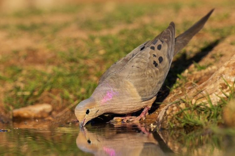 Picture of MOURNING DOVE