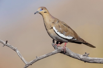 Picture of WHITE-WINGED DOVE