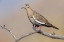 Picture of WHITE-WINGED DOVE