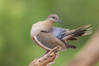 Picture of WHITE-WINGED DOVE PREENING