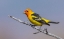 Picture of WESTERN TANAGER