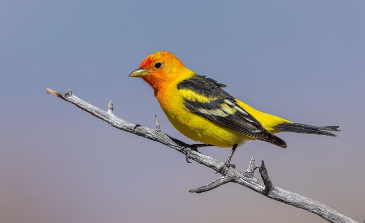 Picture of WESTERN TANAGER