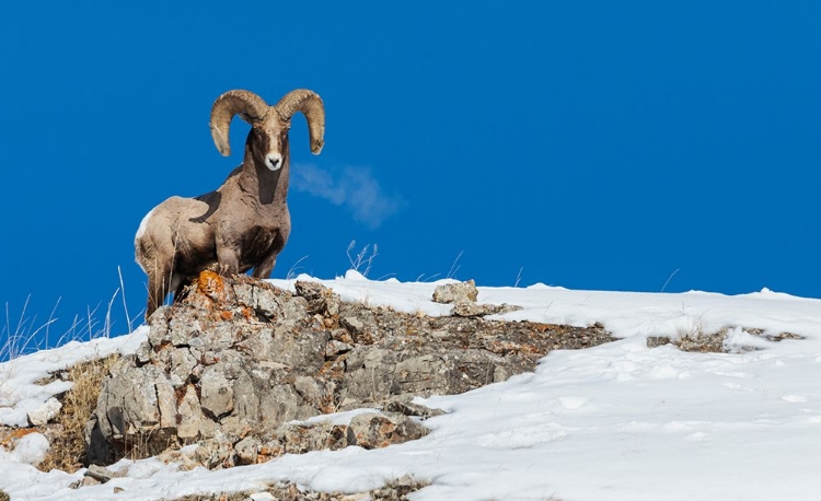 Picture of BIGHORN SHEEP RAM-FROSTY BREATH