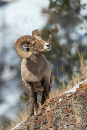 Picture of BIGHORN SHEEP RAM