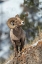Picture of BIGHORN SHEEP RAM