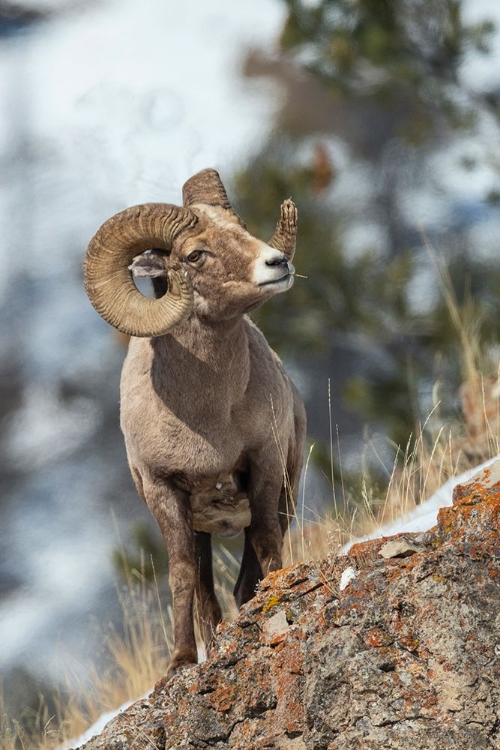 Picture of BIGHORN SHEEP RAM