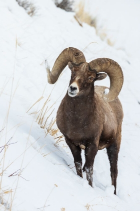 Picture of BIGHORN SHEEP RAM