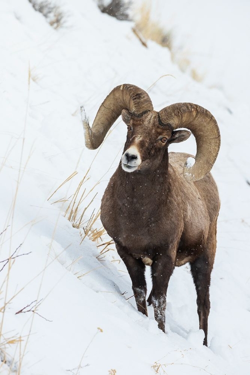 Picture of BIGHORN SHEEP RAM