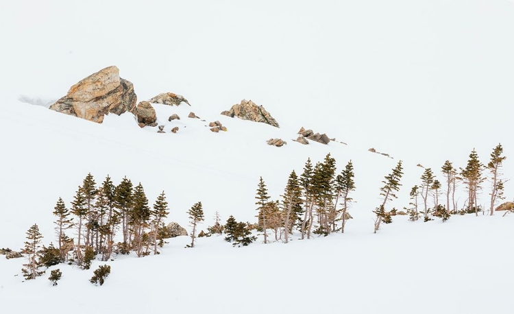 Picture of ALPINE WINTER LANDSCAPE